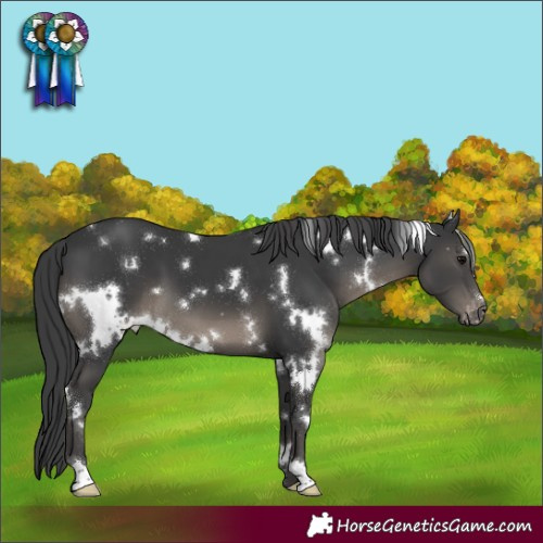 Horse Color:White Spotted Black Appaloosa 