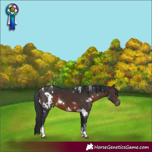 Horse Color:White Spotted Brown Tobiano Appaloosa 