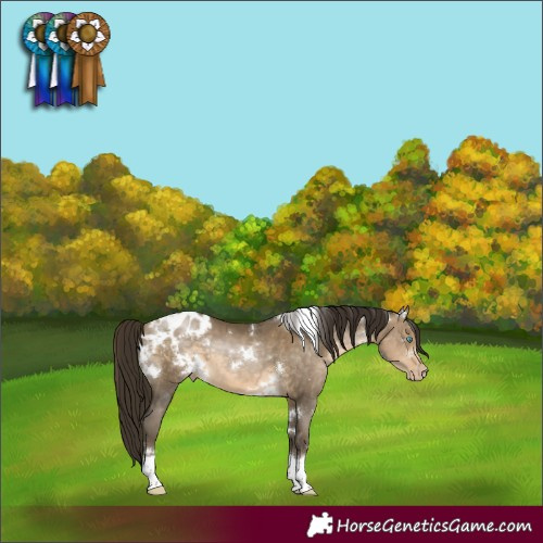 Horse Color:Gray White Spotted Buckskin Pearl Tobiano Appaloosa 