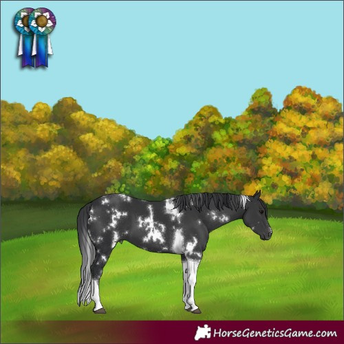 Horse Color:White Spotted Black Tobiano 