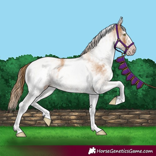 Horse Color:Gray White Spotted Gold Champagne