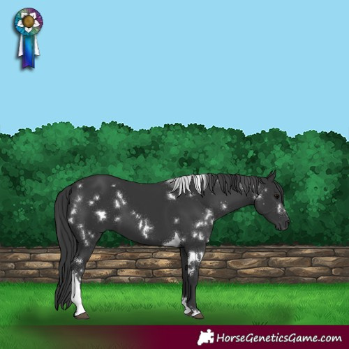 Horse Color:White Spotted Black Tobiano 