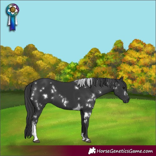 Horse Color:White Spotted Black Tobiano 