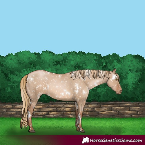 Horse Color:White Spotted Liver Red Dun Pearl Snowflake Varnish