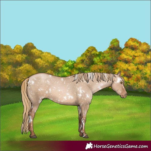Horse Color:White Spotted Liver Red Dun Pearl Appaloosa