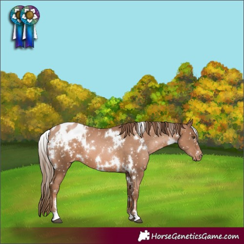 Horse Color:White Spotted Liver Chestnut Pearl Appaloosa 