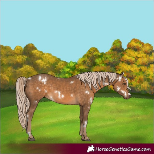Horse Color:White Spotted Chocolate Palomino 