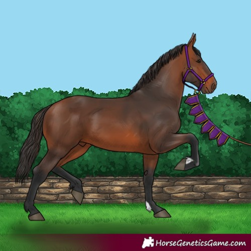 Horse Color:Bay 