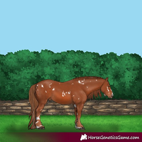 Horse Color:White Spotted Chestnut