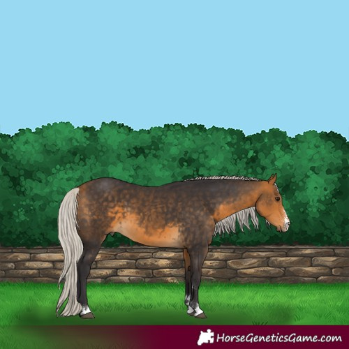 Horse Color:Silver Buckskin