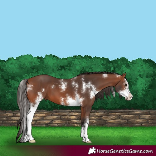 Horse Color:Bay Sabino 