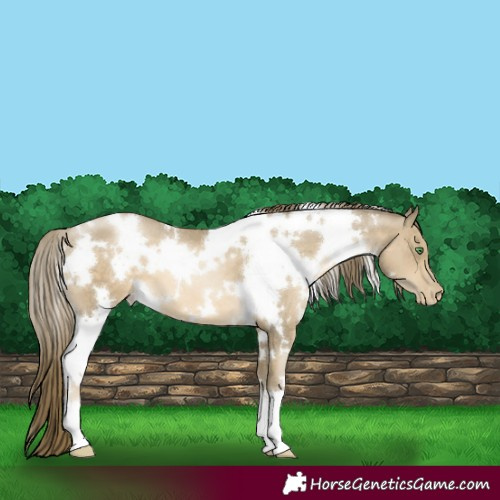 Horse Color:White Spotted Smoky Black Pearl 