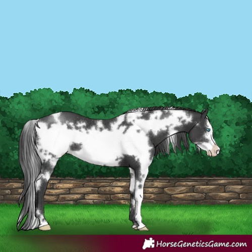 Horse Color:White Spotted Black Frame 