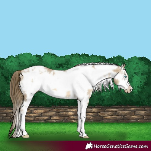Horse Color:White Spotted Smoky Black Pearl Sabino Frame 
