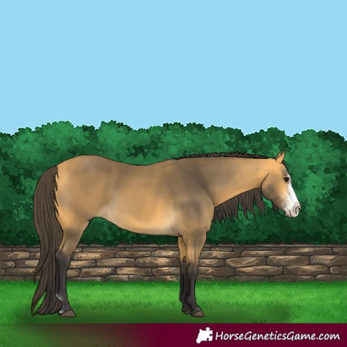 Horse Color:Buckskin Sabino 