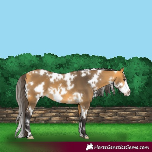 Horse Color:White Spotted Buckskin Frame 