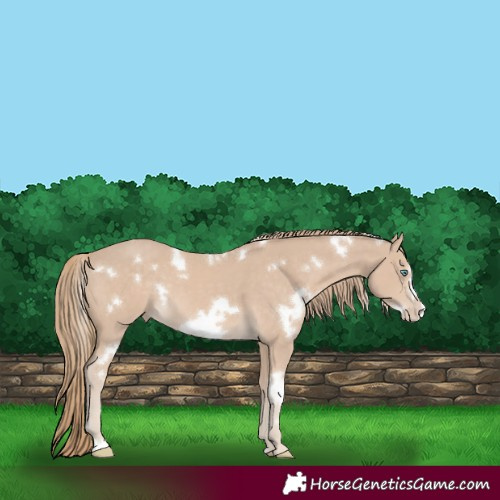 Horse Color:White Spotted Smoky Creme Frame 