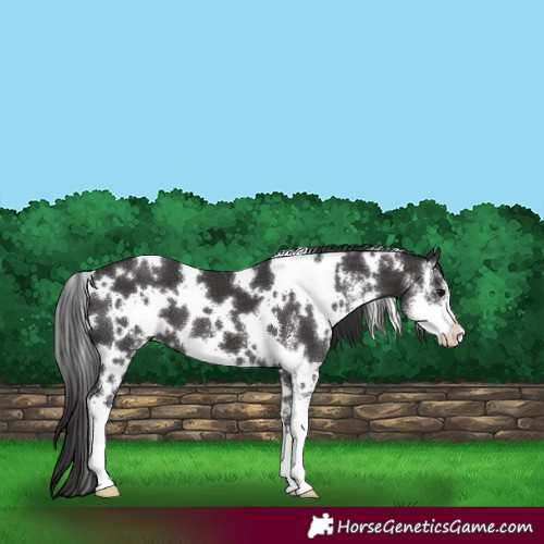 Horse Color:White Spotted Smoky Black Sabino 