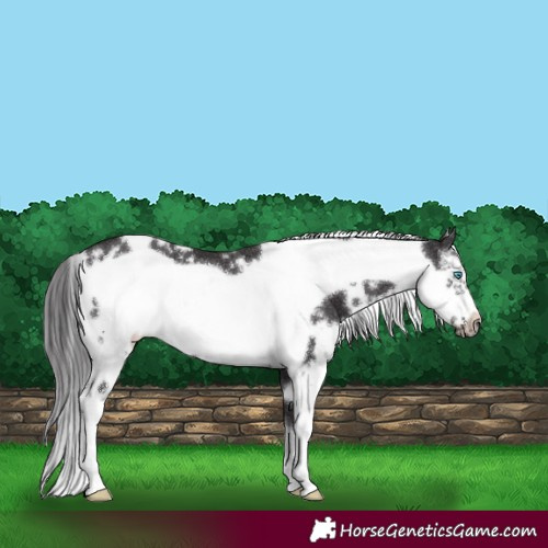Horse Color:White Spotted Smoky Black Sabino Frame 