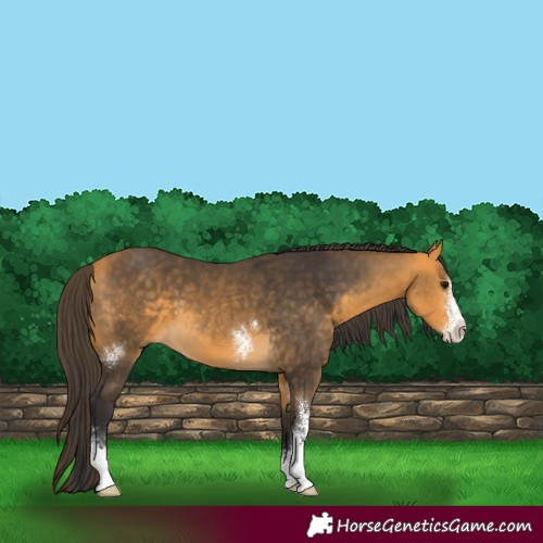 Horse Color:Buckskin Sabino 