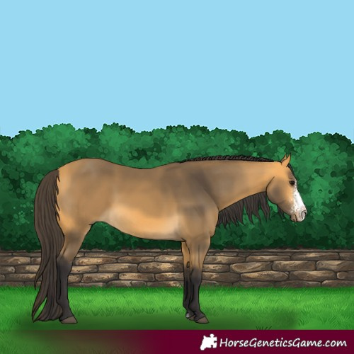 Horse Color:Buckskin Sabino 