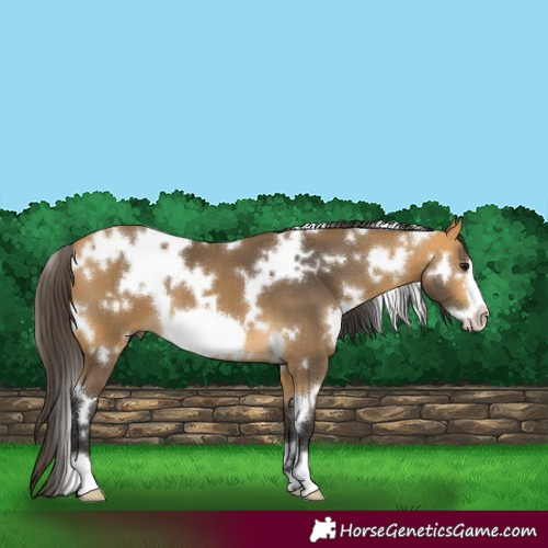 Horse Color:White Spotted Buckskin Frame