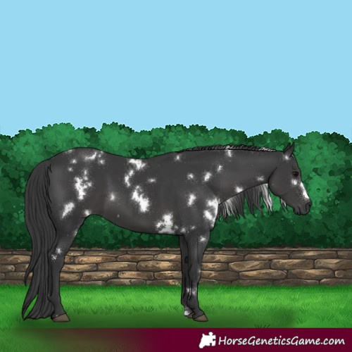 Horse Color:White Spotted Black 