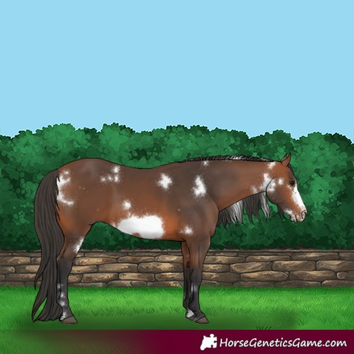 Horse Color:White Spotted Bay Frame 