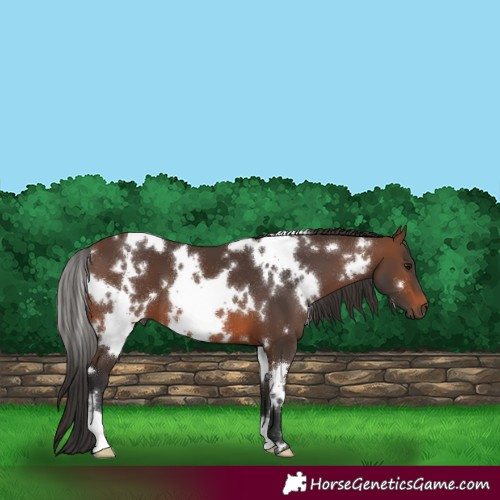 Horse Color:White Spotted Brown