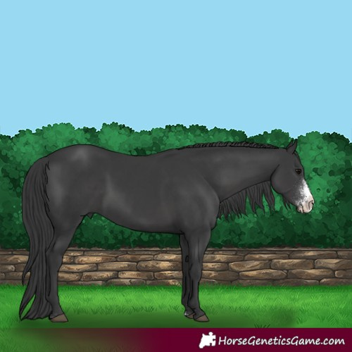 Horse Color:Black Sabino 