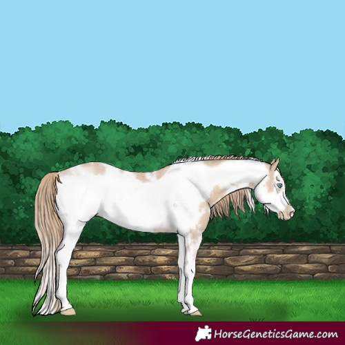 Horse Color:White Spotted Smoky Creme Sabino Frame 
