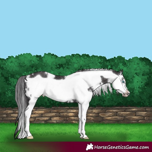 Horse Color:White Spotted Smoky Black Sabino Frame 