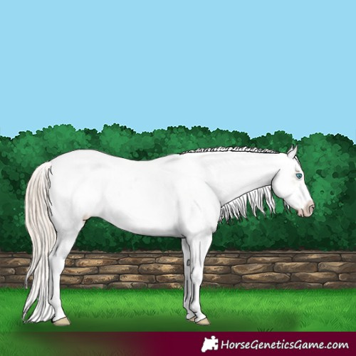 Horse Color:Smoky Creme Sabino Frame