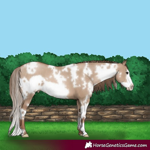 Horse Color:White Spotted Grullo Pearl Frame