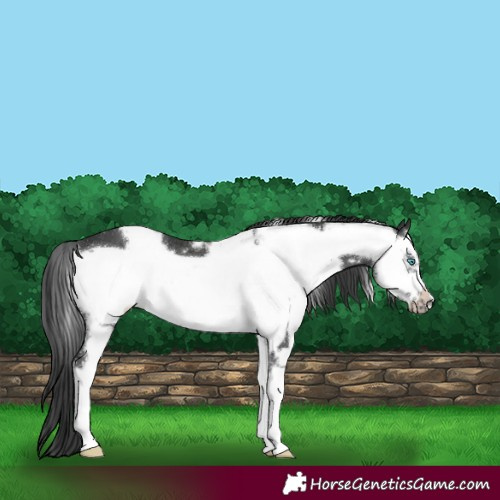 Horse Color:White Spotted Black Sabino Frame 
