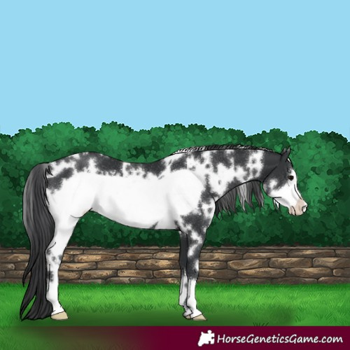 Horse Color:White Spotted Black Frame 