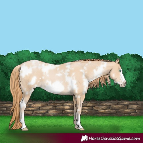 Horse Color:White Spotted Smoky Black Pearl Frame 