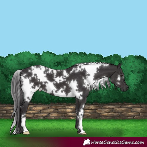 Horse Color:White Spotted Smoky Black
