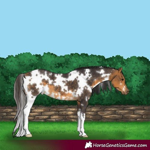 Horse Color:White Spotted Buckskin 