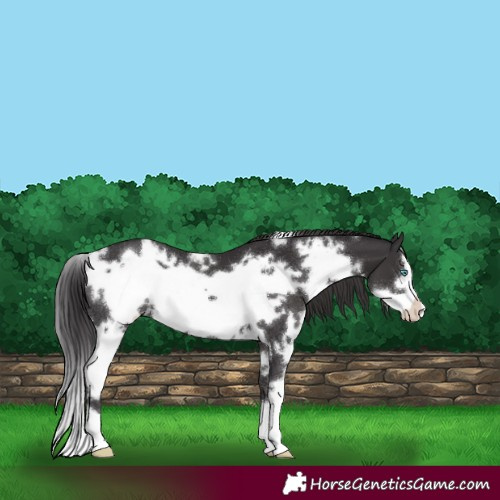 Horse Color:White Spotted Smoky Black Frame 