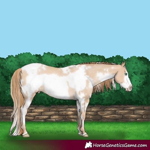 Horse Color:White Spotted Smoky Black Pearl Frame