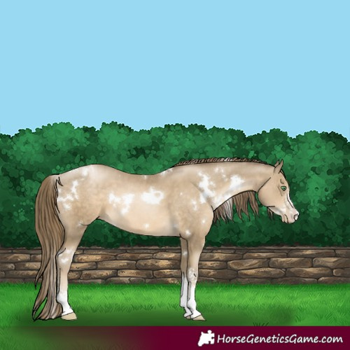 Horse Color:White Spotted Smoky Black Pearl Sabino 