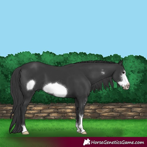 Horse Color:Black Sabino Frame