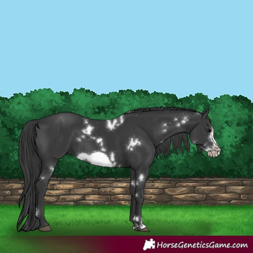 Horse Color:White Spotted Black Frame 