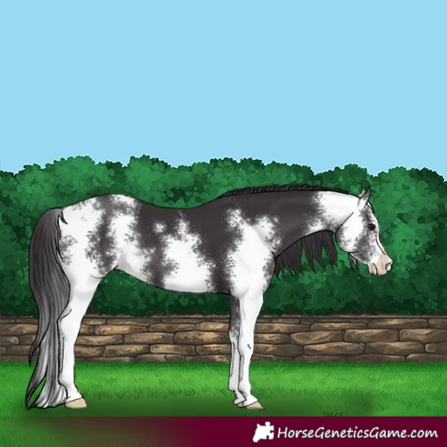Horse Color:Smoky Black Sabino