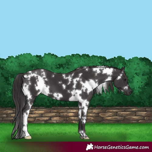 Horse Color:White Spotted Smoky Black