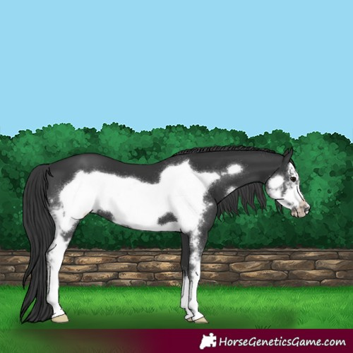 Horse Color:Black Sabino Frame