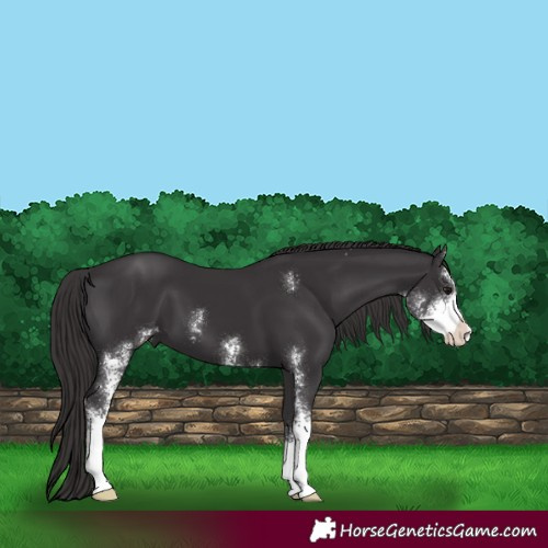 Horse Color:Smoky Black Sabino 