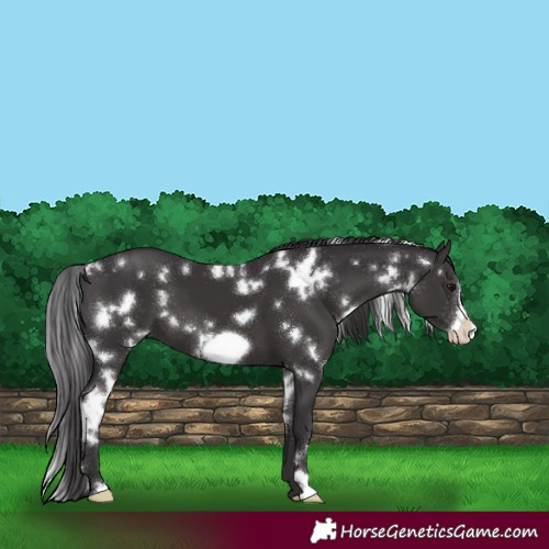 Horse Color:White Spotted Smoky Black Frame