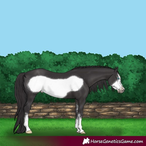 Horse Color:Smoky Black Sabino Frame 
